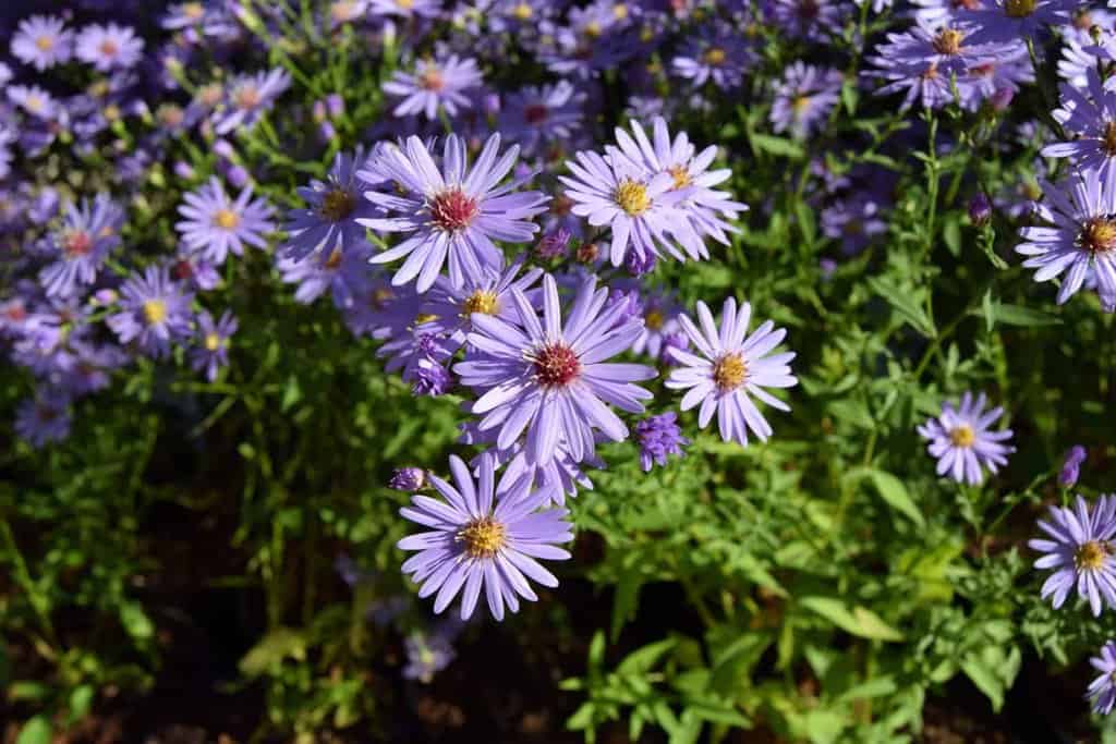 Symphyotrichum 'Little Carlow' ---